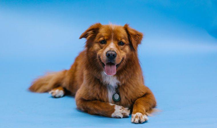 brown dog names female