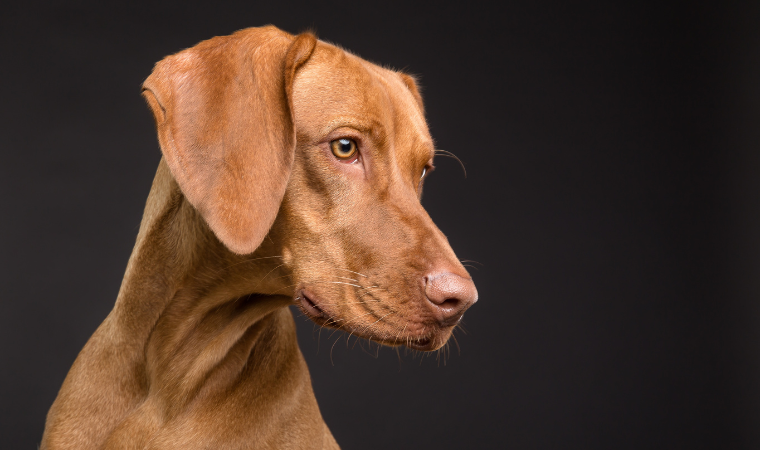 brown dog names male