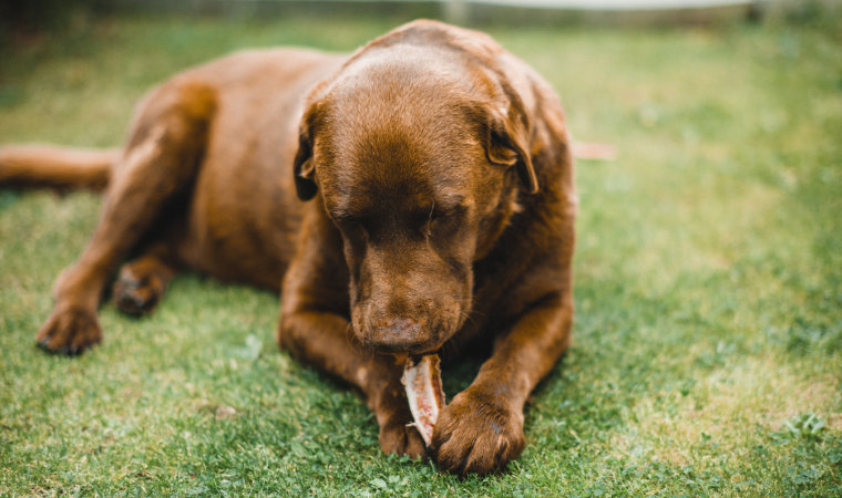 brown dog names