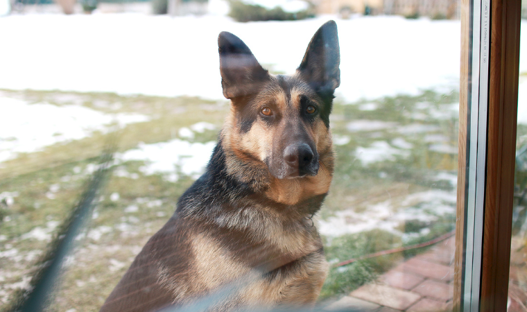 black and brown dog names