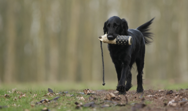 hunting dog names
