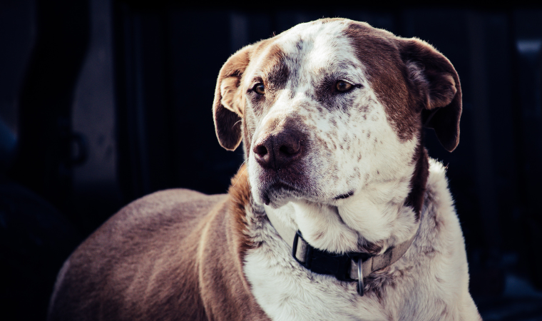 white and brown dog names