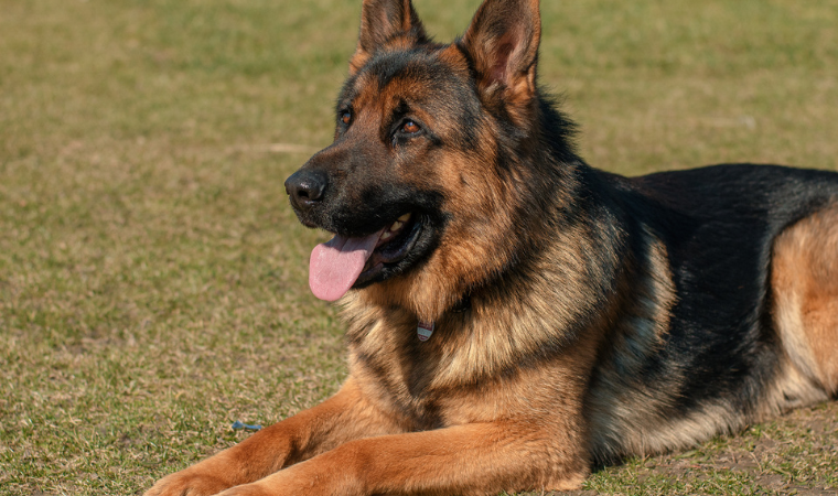 names for German shepherds