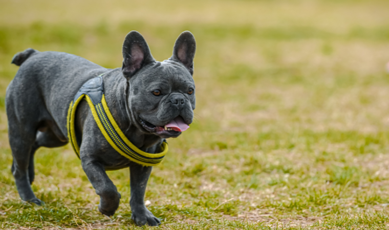 best gray dog names