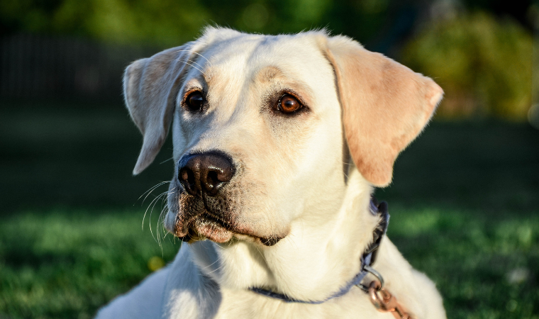 Labrador dog names