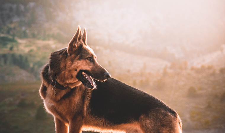 dog names for German shepherds