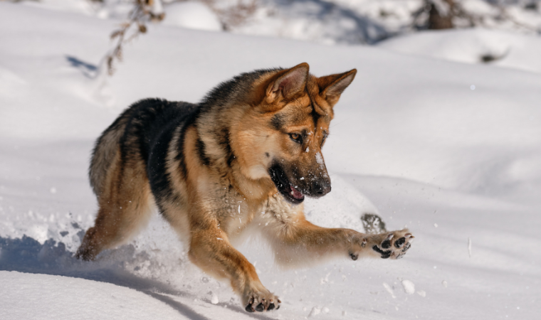 names for female german shepherds