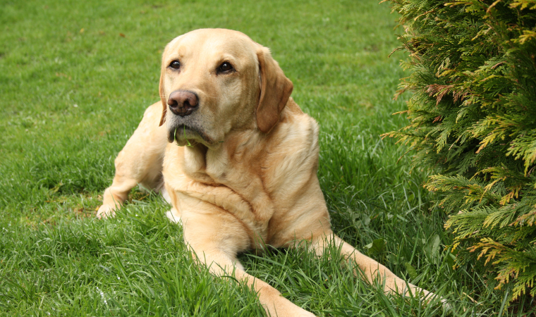 Labrador dog names