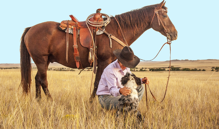 cow boy horse