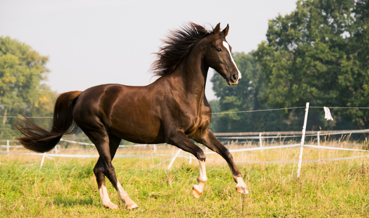 Andalusian Horse Names